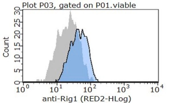 Anti-RIG1 Antibody, clone 42 clone 42, from mouse