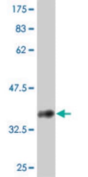 ANTI-ABL2 antibody produced in mouse clone 2H8, purified immunoglobulin, buffered aqueous solution