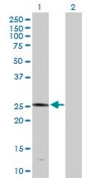 Anti-PLA2G4D antibody produced in rabbit purified immunoglobulin, buffered aqueous solution