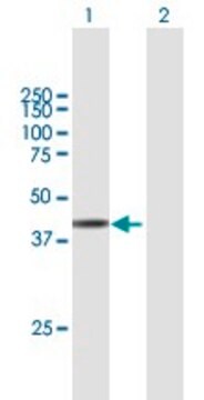 抗ARMCX3抗体 マウス宿主抗体 purified immunoglobulin, buffered aqueous solution