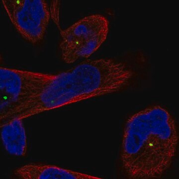 Anti-CEP250 antibody produced in rabbit Prestige Antibodies&#174; Powered by Atlas Antibodies, affinity isolated antibody