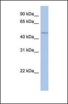 Anti-CYP27C1 antibody produced in rabbit affinity isolated antibody