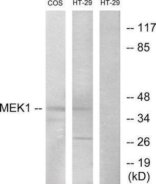 Anti-MEK1 antibody produced in rabbit affinity isolated antibody