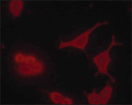 Monoclonal Anti-phospho MDMX (pTyr55) antibody produced in mouse ~2&#160;mg/mL, clone PH-MDMX-55, purified immunoglobulin, buffered aqueous solution