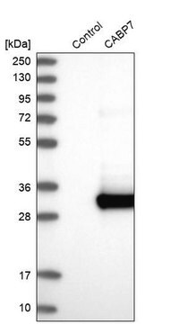 Anti-CABP7 antibody produced in rabbit Prestige Antibodies&#174; Powered by Atlas Antibodies, affinity isolated antibody, buffered aqueous glycerol solution