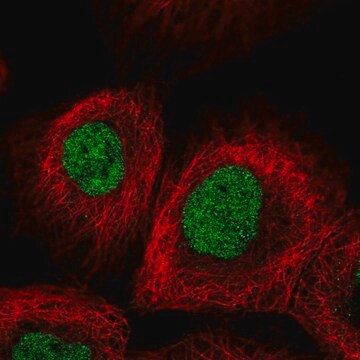 Anti-METTL1 antibody produced in rabbit Prestige Antibodies&#174; Powered by Atlas Antibodies, affinity isolated antibody