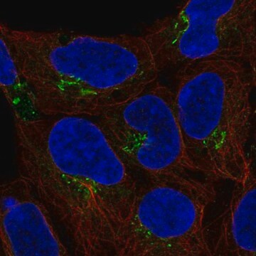 Anti-C4orf32 antibody produced in rabbit Prestige Antibodies&#174; Powered by Atlas Antibodies, affinity isolated antibody