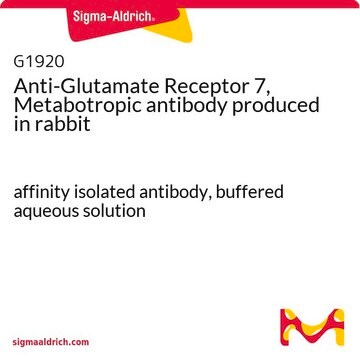 Anti-Glutamate Receptor 7, Metabotropic antibody produced in rabbit affinity isolated antibody, buffered aqueous solution