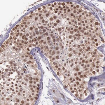 Anti-PRPF39 antibody produced in rabbit Prestige Antibodies&#174; Powered by Atlas Antibodies, affinity isolated antibody, buffered aqueous glycerol solution