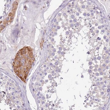 Anti-SERINC3 antibody produced in rabbit Prestige Antibodies&#174; Powered by Atlas Antibodies, affinity isolated antibody, buffered aqueous glycerol solution