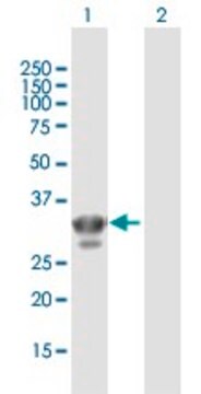 Anti-CHMP4A, (N-terminal) antibody produced in mouse purified immunoglobulin, buffered aqueous solution