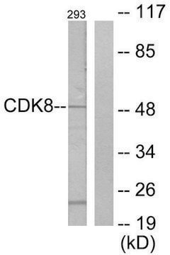 Anti-CDK8 antibody produced in rabbit affinity isolated antibody