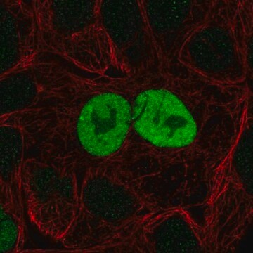 Anti-CDKN1A antibody produced in rabbit Prestige Antibodies&#174; Powered by Atlas Antibodies, affinity isolated antibody