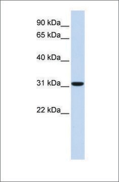 Anti-CA8 antibody produced in rabbit affinity isolated antibody