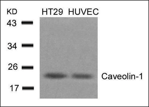 Anti-CAV1 (Ab-14) antibody produced in rabbit affinity isolated antibody