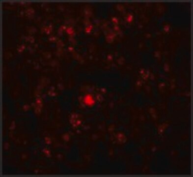 Anti-RHBDD2 antibody produced in rabbit affinity isolated antibody, buffered aqueous solution