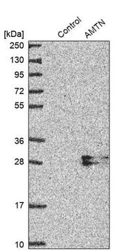 Anti-AMTN antibody produced in rabbit Prestige Antibodies&#174; Powered by Atlas Antibodies, affinity isolated antibody, buffered aqueous glycerol solution