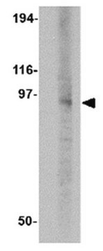 Anti-DISC1 Antibody from rabbit, purified by affinity chromatography