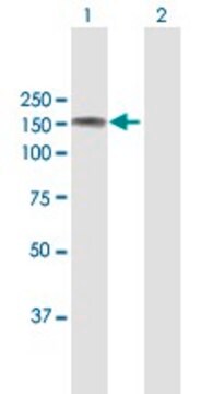 Anti-ABL2 antibody produced in mouse purified immunoglobulin, buffered aqueous solution