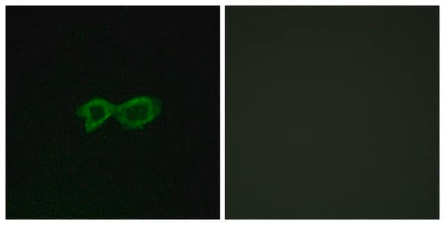 Anti-OR13C4 antibody produced in rabbit affinity isolated antibody