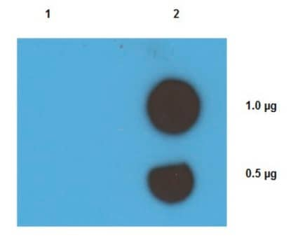 Anticorps anti-adduits cisplatine/ADN, clone&nbsp;ICR4 clone 1CR4, from rat