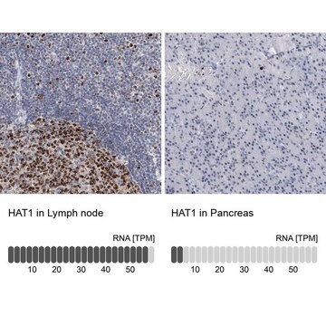 Anti-HAT1 antibody produced in rabbit Prestige Antibodies&#174; Powered by Atlas Antibodies, affinity isolated antibody, buffered aqueous glycerol solution