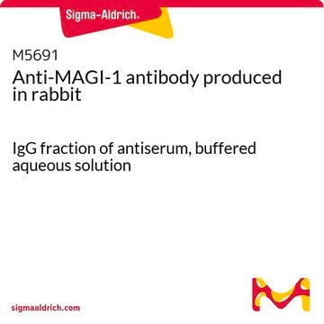 Anti-MAGI-1 antibody produced in rabbit IgG fraction of antiserum, buffered aqueous solution