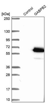 Anti-GABPB2 antibody produced in rabbit Prestige Antibodies&#174; Powered by Atlas Antibodies, affinity isolated antibody, buffered aqueous glycerol solution