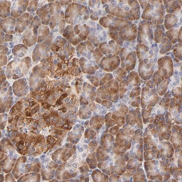 Anti-BBOF1 antibody produced in rabbit Prestige Antibodies&#174; Powered by Atlas Antibodies, affinity isolated antibody, buffered aqueous glycerol solution