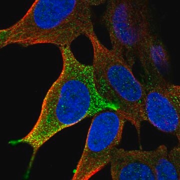 Anti-LHFPL3 antibody produced in rabbit Prestige Antibodies&#174; Powered by Atlas Antibodies, affinity isolated antibody