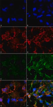 Monoclonal Anti-Acrolein antibody produced in mouse clone 2H2