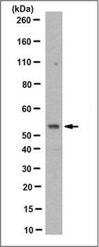 Anti-Nuf2 Antibody, clone 28-37 clone 28-37, from mouse