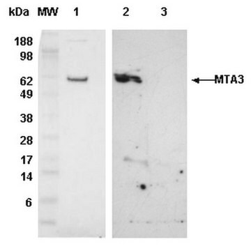 Anti-MTA3 (400-450) Rabbit pAb liquid, Calbiochem&#174;