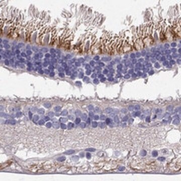 Anti-LRIT2 antibody produced in rabbit Prestige Antibodies&#174; Powered by Atlas Antibodies, affinity isolated antibody, buffered aqueous glycerol solution