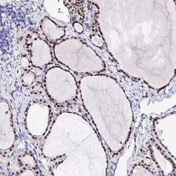 Anti-POFUT2 antibody produced in rabbit Prestige Antibodies&#174; Powered by Atlas Antibodies, affinity isolated antibody, buffered aqueous glycerol solution