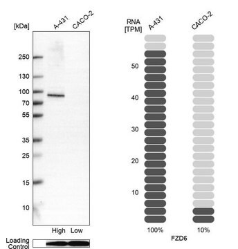 Anti-FZD6 antibody produced in rabbit Prestige Antibodies&#174; Powered by Atlas Antibodies, affinity isolated antibody, buffered aqueous glycerol solution