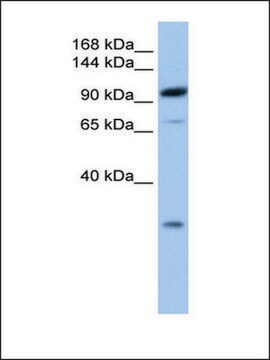 Anti-AP2B1 (AB2) antibody produced in rabbit affinity isolated antibody