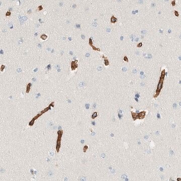 Anti-SLFN12 antibody produced in rabbit Prestige Antibodies&#174; Powered by Atlas Antibodies, affinity isolated antibody, buffered aqueous glycerol solution