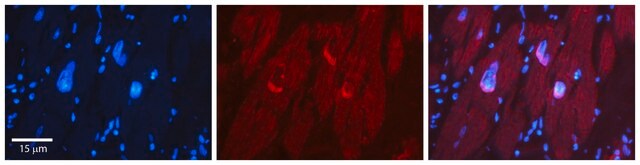 Anti-NFIL3 antibody produced in rabbit IgG fraction of antiserum