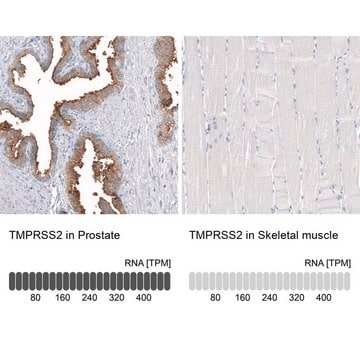 Anti-TMPRSS2 antibody produced in mouse Prestige Antibodies&#174; Powered by Atlas Antibodies, clone CL12512, purified by using Protein A, buffered aqueous glycerol solution