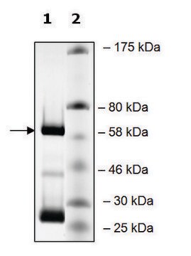 KDM4DL human recombinant, expressed in baculovirus infected Sf9 cells, &#8805;70% (SDS-PAGE)