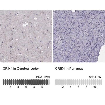 Anti-GRIK4 Prestige Antibodies&#174; Powered by Atlas Antibodies, affinity isolated antibody