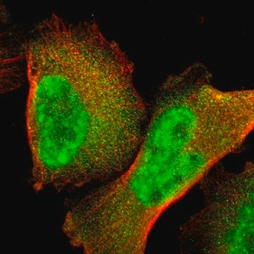 Anti-GTF2E2 antibody produced in rabbit Prestige Antibodies&#174; Powered by Atlas Antibodies, affinity isolated antibody