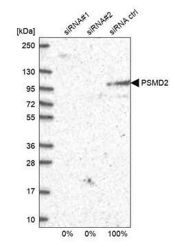 Anti-PSMD2 antibody produced in rabbit Prestige Antibodies&#174; Powered by Atlas Antibodies, affinity isolated antibody, buffered aqueous glycerol solution