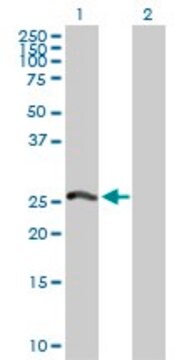 Anti-PSMA8 antibody produced in rabbit purified immunoglobulin, buffered aqueous solution