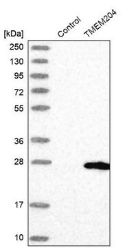 Anti-TMEM204 antibody produced in rabbit Prestige Antibodies&#174; Powered by Atlas Antibodies, affinity isolated antibody, buffered aqueous glycerol solution