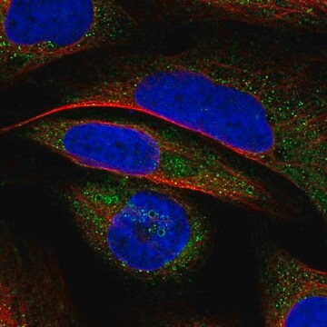 Anti-VWA8 antibody produced in rabbit Prestige Antibodies&#174; Powered by Atlas Antibodies, affinity isolated antibody, buffered aqueous glycerol solution