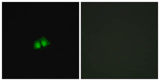 Anti-COPS2 antibody produced in rabbit affinity isolated antibody