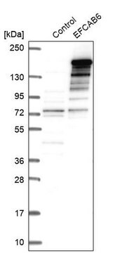 Anti-EFCAB6 antibody produced in rabbit Prestige Antibodies&#174; Powered by Atlas Antibodies, affinity isolated antibody, buffered aqueous glycerol solution