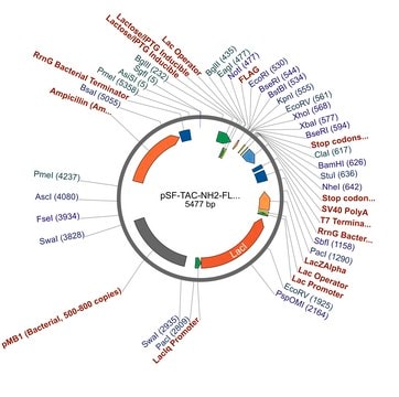 pSF-TAC-NH2-FLAG plasmid vector for molecular cloning